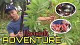Vlog 16 Hacienda Adventure