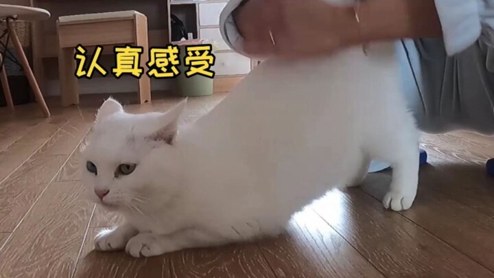 当你停止撸你的猫会发生什么？