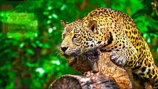 Ultimate Wild Animals Collection in 8K ULTRA HD