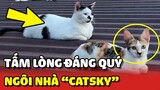 CATSKY - Ngôi nhà CỨU TRỢ các bé mèo trên SÂN THƯỢNG và những tấm lòng đáng quý 😍 | Yêu Lu