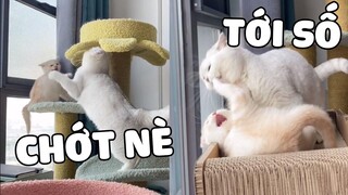 Một MÈO CON vừa HUNG DỮ lại vừa ko chịu được TỦI THÂN là thế nào? | Pets TV