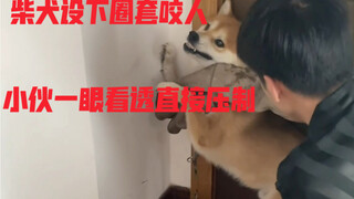 柴犬开开有时故意露出肚皮想让人摸，但摸着摸着就会突然咬人，当前期亲和训练工作完成，开始进行第一次压制。