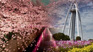 JAPAN | Sakura | Cherry Blossoms & Ichinomiya Tower