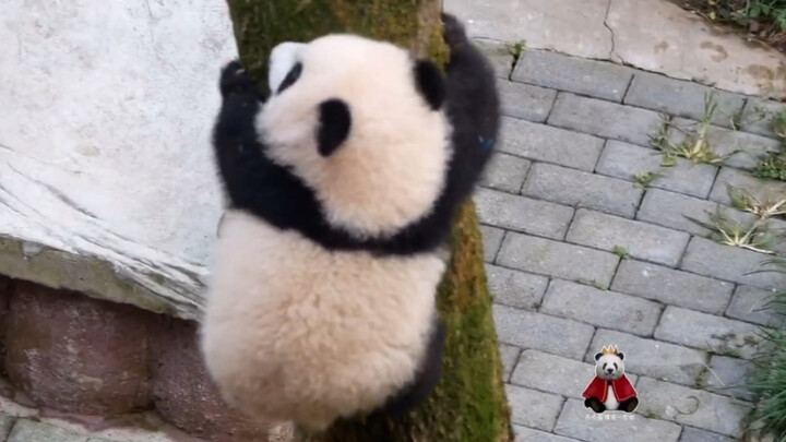 [Panda Chong Chong] Panda Chong Chong Bisa Memanjat Pohon!(๑• . •๑)