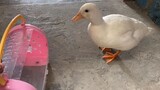 [Animal] I met a call duck