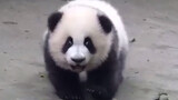 Panda Xiaoxiao is old enough to keep the goal