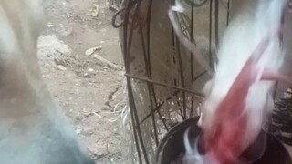 muntik na ung manok ko ah😂😂🤣🤣