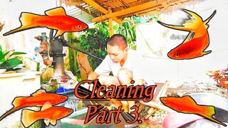 Part 3. (Cleaning the TANKS or TUBS) ★Swordtails★
