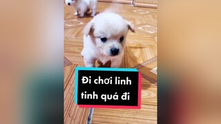 Đi chơi linh tinh quá cả nhà ơi.  cunyeucuadua chó chócon chókhôn chócute xuhuong fyp