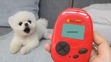 Pet | Pomeranian dogs' Words Meaning With A Translator 