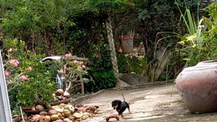 chó lập xưởng
