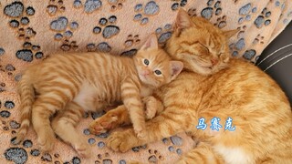 有妈的孩子是个宝，多多怒吼小区散养小橘猫“我不是你妈走开”。