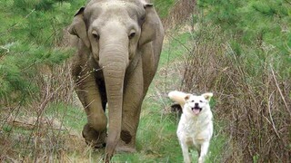 When my dog brings home a friend 🤣Funniest Animals 2023