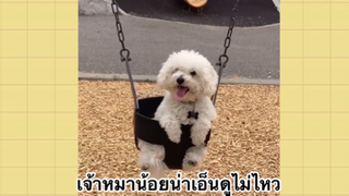 เพื่อนตัวน้อย สัตว์เลี้ยงแสนซน : เจ้าหมาน้อย น่าเอ็นดูไม่ไหว