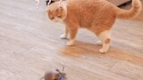 【Animal Circle】Human bought electronic mouse toy for pets.
