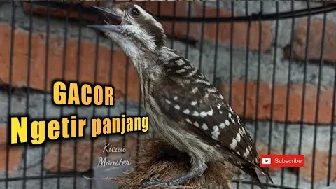 Masteran Burung PELATUK BERAS GACOR❗ - Bstation