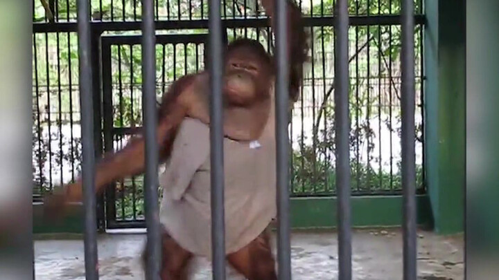 [Satwa] Video Orangutan Mengenakan Tshirt