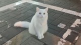 The elegant little white cat that seems to be lost is sniffing you tentatively