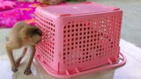 In & Out Game Play!! Tiny Toto Yaya is so happy playing inside & outside the basket together