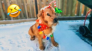 Funniest Dogs And Cats Videos 😅 - Best Funny Animal Videos 2022🎅 #12