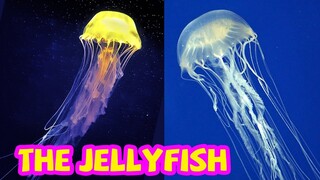 Bé tập nói tiếng anh | Con sứa | Baby practice speaking English | The jellyfish