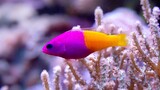 ikan hias aquarium berwarna cantik - dottyback fish