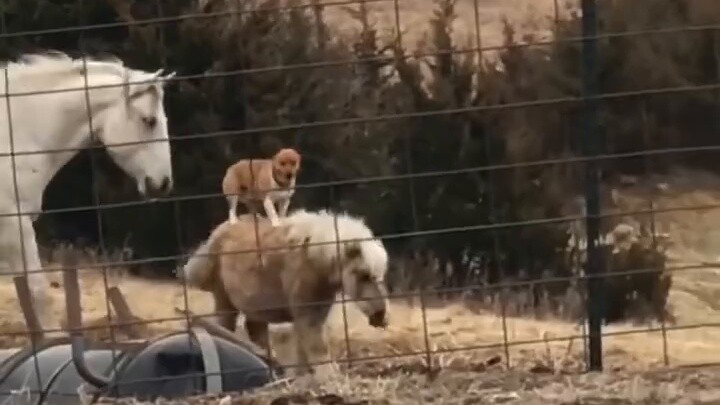 Netizens discovered that the neighbor's Corgi often secretly rides his pony at night.
