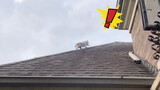 Saving My Cat From the Roof