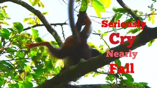 Seriously Crying Nearly Fall!!,Poor Tiny Baby Monkey Brittany Cry Very Scare Loudly,Baby Nearly Fall