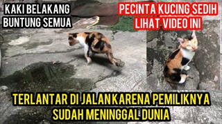 Kucing Kakinya Buntung  Sedih Terlantar Karena Di Tinggal Mati Pemiliknya ..!