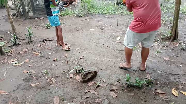 Tinarian ko at binitaw ko iisa ang sugat tumakbo tari  ba ang problema oh manok??