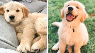 Cute Golden Dogs Help You Relax After Tiring Day 🐶🥰| Cute Puppies