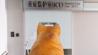 "Tôi không phải là thần y học"