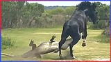 When Animals Messed With The Wrong Opponent!