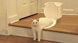 Funniest Cats 😹 - Dont try to hold back Laughter 😂 - Funny Cats Life