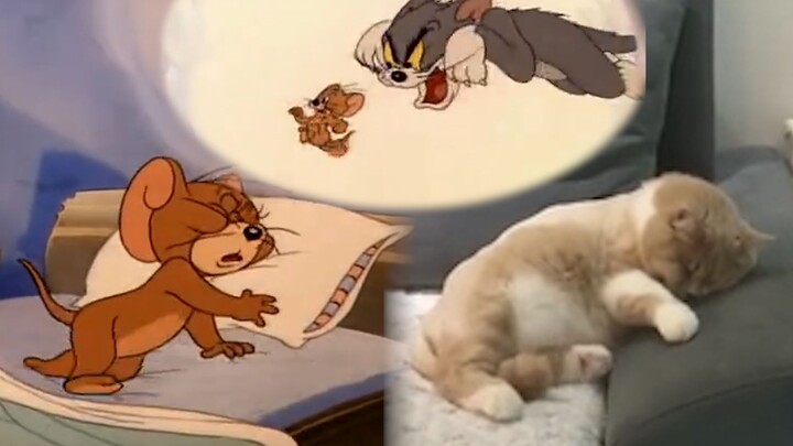 [Tổng hợp]Tom và Jerry ngoài đời thực