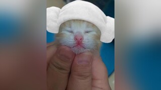 Vừa nhỏ nhắn, vừa đáng êu ❤️🤦chaobuoisang caphe meomeo fybシviral fytシ meomuoi meo cate catttok catniptv meong meocute hoiyeumeo catcute