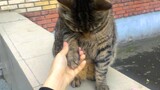 Record of a Chinese woman conquering a fat Russian cat with sweet words