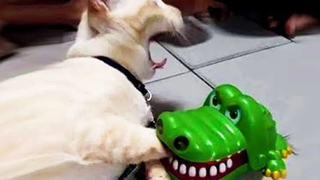 Funniest Cats 😹 - อย่าพยายามกลั้นเสียงหัวเราะ 😂 - Funny Cats Life