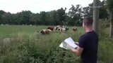 puisi untuk si sapi