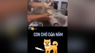 xuhuongtiktok hahaha cuoibebung