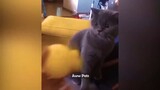 Hour Of Funniest Animals - Funniest Cats and Dogs 2023  Aww Pets