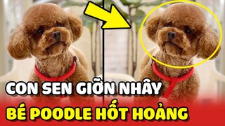 Bé Poodle HỐT HOẢNG với màn GIỠN NHÂY của cô Sen thích trêu bé 😂 | Yêu Lu