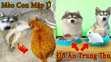 Thú Cưng TV | Ngáo Và Ngơ #38 | chó thông minh vui nhộn | Pets funny cute smart dog