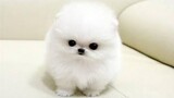 Baby Pomeranian - Cute and Funny
