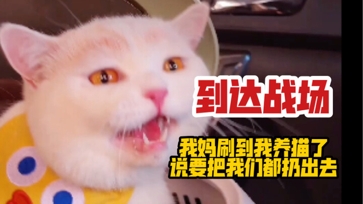 《我妈刷到我要猫，说要把我们都扔出》她来了