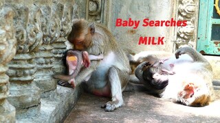 Look Very Pitiful Baby!, Baby Sario Tries Harder To Search Milk From Mother Sarah