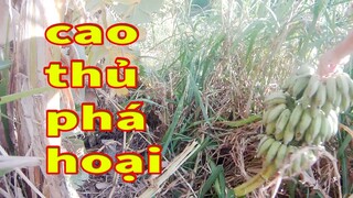 Chỉ vì buồn chuối mà tàn phá cả khu rừng # Hữu Thiện