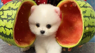 I bought watermelon for my dog.