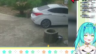 Cô nàng rồng Nhật Bản đánh giá cao "Những con vật xui xẻo" từ đau đầu đến cuối mà không quên chế nhạ